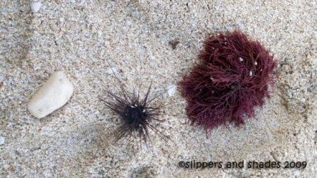 Behind a colorful marine life are sea urchins