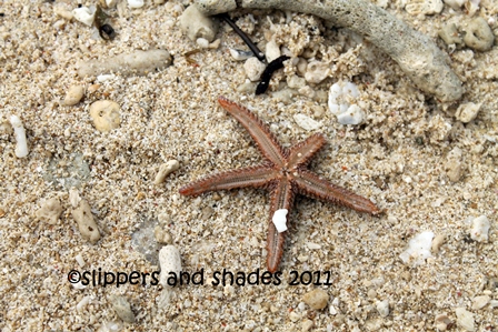 Starfish on the sand