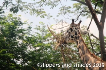 the giraffe was busy eating tall grass