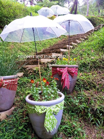 Plants umbrellas.480